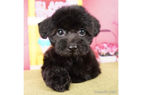 成約済の静岡県のトイプードル-309826の1枚目